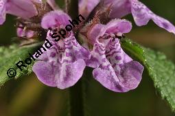 Sumpf-Ziest, Stachys palustris, Stachys palustris, Sumpf-Ziest, Lamiaceae, Blüten Kauf von 03442_stachys_palustris_dsc_3479.jpg