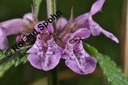 Sumpf-Ziest, Stachys palustris, Stachys palustris, Sumpf-Ziest, Lamiaceae, Blüten Kauf von 03442_stachys_palustris_dsc_3480.jpg