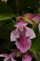 Bienensaug, Immenblatt, Waldmelisse, Melittis melissophyllum, Melittis melissophyllum, Immenblatt, Bienensaug, Waldmelisse, Lamiaceae, Blühend Kauf von 03443_melittis_melissophyllum_dsc_1144.jpg