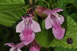 Bienensaug, Immenblatt, Waldmelisse, Melittis melissophyllum, Melittis melissophyllum, Immenblatt, Bienensaug, Waldmelisse, Lamiaceae, Blühend Kauf von 03443_melittis_melissophyllum_dsc_1145.jpg