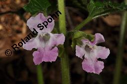 Bienensaug, Immenblatt, Waldmelisse, Melittis melissophyllum, Melittis melissophyllum, Immenblatt, Bienensaug, Waldmelisse, Lamiaceae, Blühend Kauf von 03443_melittis_melissophyllum_dsc_3971.jpg