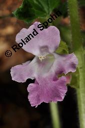 Bienensaug, Immenblatt, Waldmelisse, Melittis melissophyllum, Melittis melissophyllum, Immenblatt, Bienensaug, Waldmelisse, Lamiaceae, Blühend Kauf von 03443_melittis_melissophyllum_dsc_3972.jpg