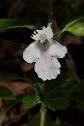 Bienensaug, Immenblatt, Waldmelisse, Melittis melissophyllum, Melittis melissophyllum, Immenblatt, Bienensaug, Waldmelisse, Lamiaceae, Blühend Kauf von 03443_melittis_melissophyllum_dsc_3998.jpg