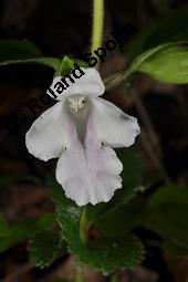 Bienensaug, Immenblatt, Waldmelisse, Melittis melissophyllum, Melittis melissophyllum, Immenblatt, Bienensaug, Waldmelisse, Lamiaceae, Blühend Kauf von 03443_melittis_melissophyllum_dsc_3999.jpg