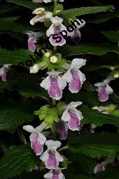 Bienensaug, Immenblatt, Waldmelisse, Melittis melissophyllum, Melittis melissophyllum, Immenblatt, Bienensaug, Waldmelisse, Lamiaceae, Blühend Kauf von 03443_melittis_melissophyllum_dsc_4088.jpg