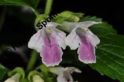 Bienensaug, Immenblatt, Waldmelisse, Melittis melissophyllum, Melittis melissophyllum, Immenblatt, Bienensaug, Waldmelisse, Lamiaceae, Blühend Kauf von 03443_melittis_melissophyllum_dsc_4089.jpg