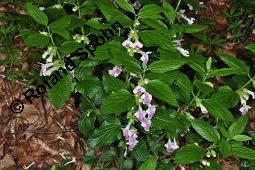 Bienensaug, Immenblatt, Waldmelisse, Melittis melissophyllum, Melittis melissophyllum, Immenblatt, Bienensaug, Waldmelisse, Lamiaceae, Blühend Kauf von 03443_melittis_melissophyllum_dsc_4090.jpg