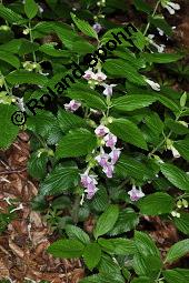 Bienensaug, Immenblatt, Waldmelisse, Melittis melissophyllum, Melittis melissophyllum, Immenblatt, Bienensaug, Waldmelisse, Lamiaceae, Blühend Kauf von 03443_melittis_melissophyllum_dsc_4091.jpg