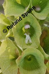 Muschelblume, Molucella laevis, Molucella laevis, Muschelblume, Lamiaceae, Blühend Kauf von 03446_molucella_laevis_dsc_6900.jpg