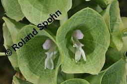 Muschelblume, Molucella laevis, Molucella laevis, Muschelblume, Lamiaceae, Blühend Kauf von 03446_molucella_laevis_dsc_6902.jpg