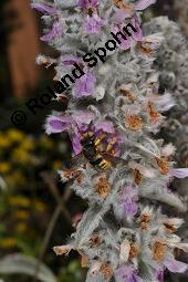Woll-Ziest, Stachys byzantina, Stachys lanata, Stachys olympica, Stachys byzantina, Stachys lanata, Stachys olympica, Woll-Ziest, Lamiaceae, mit Fraßstellen, Fraßstellen durch Wollbiene, Harzbiene, Anthidium manicatum Kauf von 03448_stachys_byzantina_dsc_1963.jpg