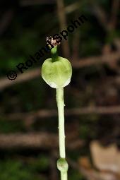 Moosauge, Einblütiges Wintergrün, Moneses uniflora, Pyrola uniflora, Moneses uniflora, Pyrola uniflora, Moosauge, Einblütiges Wintergrün, Ericaceae, unreif fruchtend Kauf von 03479_moneses_uniflora_dsc_2778.jpg