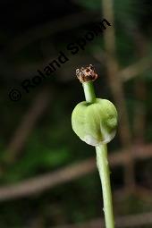 Moosauge, Einblütiges Wintergrün, Moneses uniflora, Pyrola uniflora, Moneses uniflora, Pyrola uniflora, Moosauge, Einblütiges Wintergrün, Ericaceae, unreif fruchtend Kauf von 03479_moneses_uniflora_dsc_2779.jpg