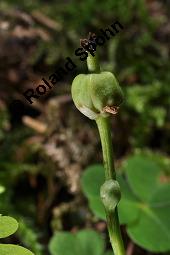 Moosauge, Einblütiges Wintergrün, Moneses uniflora, Pyrola uniflora, Moneses uniflora, Pyrola uniflora, Moosauge, Einblütiges Wintergrün, Ericaceae, unreif fruchtend Kauf von 03479_moneses_uniflora_dsc_2782.jpg