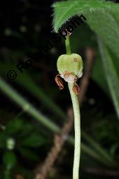 Moosauge, Einblütiges Wintergrün, Moneses uniflora, Pyrola uniflora, Moneses uniflora, Pyrola uniflora, Moosauge, Einblütiges Wintergrün, Ericaceae, unreif fruchtend Kauf von 03479_moneses_uniflora_dsc_2786.jpg