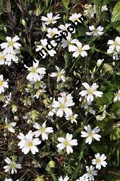 Große Sternmiere, Großblumige Sternmiere, Stellaria holostea, Stellaria holostea, Große Sternmiere, Großblumige Sternmiere, Caryophyllaceae, Blühend Kauf von 03488_stellaria_holostea_dsc_0909.jpg