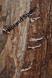 Flacher Lackporling, Harziger Lackporling, Ganoderma applanatum, Ganoderma applanatum, Flacher Lackporling, Harziger Lackporling, Basidiomyceten, Fruchtkörper, Fruchtkörper an Bastard-Pappel, Populus x canadensis, Populus canadensis Kauf von 03505_ganoderma_applanatum_dsc_5657.jpg