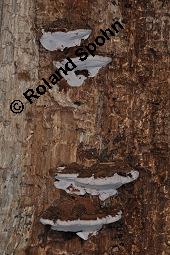 Flacher Lackporling, Harziger Lackporling, Ganoderma applanatum, Ganoderma applanatum, Flacher Lackporling, Harziger Lackporling, Basidiomyceten, Fruchtkörper, Fruchtkörper an Bastard-Pappel, Populus x canadensis, Populus canadensis Kauf von 03505_ganoderma_applanatum_dsc_5659.jpg