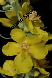 Kleinblütige Königskerze, Verbascum thapsus, Verbascum thapsus, Kleinblütiger Königskerze, Scrophulariaceae, Blühend Kauf von 03540_verbascum_thapsus_dsc_4644.jpg