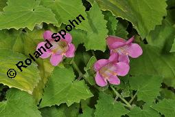 Klettergloxinie, Hängegloxinie; Lophospermum erubescens, Asarina erubescens, Maurandya erubescens, Lophospermum erubescens, Hängegloxinie, Asarina erubescens, Maurandya erubescens, Klettergloxinie, Scrophulariaceae, Blühend Kauf von 03545_lophospermum_erubescens_dsc_7096.jpg