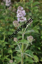 Wasser-Minze, Bach-Minze, Mentha aquatica, Mentha hirsuta, Mentha aquatica, Mentha hirsuta, Wasser-Minze, Bach-Minze, Lamiaceae, Blühend Kauf von 03590_mentha_aquatica_dsc_0143.jpg