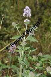 Wasser-Minze, Bach-Minze, Mentha aquatica, Mentha hirsuta, Mentha aquatica, Mentha hirsuta, Wasser-Minze, Bach-Minze, Lamiaceae, Blühend Kauf von 03590_mentha_aquatica_dsc_0144.jpg