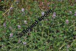 Wasser-Minze, Bach-Minze, Mentha aquatica, Mentha hirsuta, Mentha aquatica, Mentha hirsuta, Wasser-Minze, Bach-Minze, Lamiaceae, Blühend Kauf von 03590_mentha_aquatica_dsc_0145.jpg