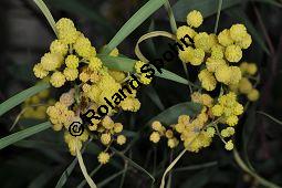 Wasser-Akazie, Immerblühende Akazie, Harzige Akazie, Acacia retinodes, Mimosaceae, Acacia retinodes, Wasser-Akazie, Immerblühende Akazie, Harzige Akazie, Blühend Kauf von 03748_acacia_retinodes_dsc_1644.jpg