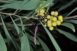 Wasser-Akazie, Immerblühende Akazie, Harzige Akazie, Acacia retinodes, Mimosaceae, Acacia retinodes, Wasser-Akazie, Immerblühende Akazie, Harzige Akazie, Blühend Kauf von 03748_acacia_retinodes_dsc_1645.jpg