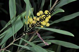 Wasser-Akazie, Immerblühende Akazie, Harzige Akazie, Acacia retinodes, Mimosaceae, Acacia retinodes, Wasser-Akazie, Immerblühende Akazie, Harzige Akazie, Blühend Kauf von 03748_acacia_retinodes_dsc_1646.jpg