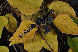 Dreilappiger Kokkelstrauch, Japanischer Kokkelstrauch, Cocculus orbiculatus, Cocculus trilobus, Menispermaceae, Cocculus orbiculatus, Cocculus trilobus, Dreilappiger Kokkelstrauch, Japanischer Kokkelstrauch, fruchtend und Herbstfärbung Kauf von 03761_cocculus_orbiculatus_dsc_0997.jpg