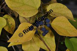 Dreilappiger Kokkelstrauch, Japanischer Kokkelstrauch, Cocculus orbiculatus, Cocculus trilobus, Menispermaceae, Cocculus orbiculatus, Cocculus trilobus, Dreilappiger Kokkelstrauch, Japanischer Kokkelstrauch, fruchtend und Herbstfärbung Kauf von 03761_cocculus_orbiculatus_dsc_0998.jpg