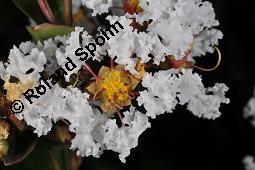 Kreppmyrte Sorte, Indische Lagerstroemie Sorte, Kräuselmyrte, Flieder des Südens, Lagerstroemia indica, Lagerstroemia indica, Kreppmyrte Sorte, Indische Lagerstroemie Sorte, Kräuselmyrte, Flieder des Südens, Lythraceae, Blühend Kauf von 03793_lagerstroemia_indica_dsc_6686.jpg