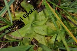Gewöhnliches Fettkraut, Gewöhnliches Fettblatt, Pinguicula vulgaris, Pinguicula vulgaris, Gewöhnliches Fettkraut, Gewöhnliches Fettblatt, Lentibulariaceae, Rosette Kauf von 03822_pinguicula_vulgaris_dsc_3242.jpg