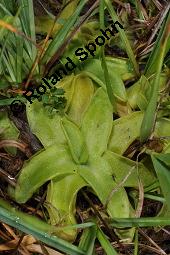 Gewöhnliches Fettkraut, Gewöhnliches Fettblatt, Pinguicula vulgaris, Pinguicula vulgaris, Gewöhnliches Fettkraut, Gewöhnliches Fettblatt, Lentibulariaceae, Rosette Kauf von 03822_pinguicula_vulgaris_dsc_3243.jpg