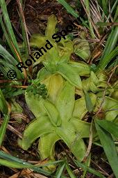 Gewöhnliches Fettkraut, Gewöhnliches Fettblatt, Pinguicula vulgaris, Pinguicula vulgaris, Gewöhnliches Fettkraut, Gewöhnliches Fettblatt, Lentibulariaceae, Rosette Kauf von 03822_pinguicula_vulgaris_dsc_3244.jpg