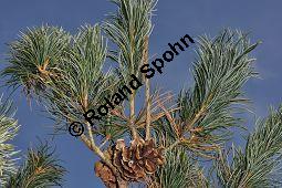 Blaue Mädchen-Kiefer, Pinus parviflora 'Glauca', Pinus parviflora f. glauca, Pinaceae, Pinus parviflora 'Glauca', Pinus parviflora f. glauca, Blaue Mädchen-Kiefer, fruchtend Kauf von 04022_pinus_parviflora_glauca_dsc_1101.jpg