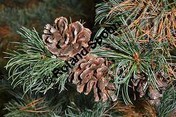 Blaue Mädchen-Kiefer, Pinus parviflora 'Glauca', Pinus parviflora f. glauca, Pinaceae, Pinus parviflora 'Glauca', Pinus parviflora f. glauca, Blaue Mädchen-Kiefer, fruchtend Kauf von 04022_pinus_parviflora_glauca_dsc_1102.jpg