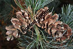 Blaue Mädchen-Kiefer, Pinus parviflora 'Glauca', Pinus parviflora f. glauca, Pinaceae, Pinus parviflora 'Glauca', Pinus parviflora f. glauca, Blaue Mädchen-Kiefer, fruchtend Kauf von 04022_pinus_parviflora_glauca_dsc_1103.jpg