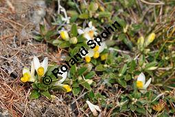 Buchsblättrige Kreuzblume, Zwergbuchs, Buchsblättriges Kreuzblümchen, Polygala chamaebuxus, Polygalaceae, Polygala chamaebuxus, Buchsblättriges Kreuzblümchen, Buchsblättrige Kreuzblume, Blühend Kauf von 04058_polygala_chamaebuxus_dsc_1131.jpg