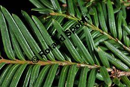 Japanische Eibe, Taxus cuspidata, Taxaceae, Taxus cuspidata, Japanische Eibe, Beblättert Kauf von 04060_taxus_cuspidata_dsc_1668.jpg