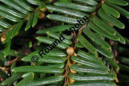 Japanische Eibe, Taxus cuspidata, Taxaceae, Taxus cuspidata, Japanische Eibe, Beblättert Kauf von 04060_taxus_cuspidata_dsc_1669.jpg