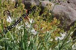 Astlose Graslilie, Anthericum liliago, Anthericum liliago, Astlose Graslilie, Liliaceae, Blühend Kauf von 04119_anthericum_liliago_dsc_4390.jpg