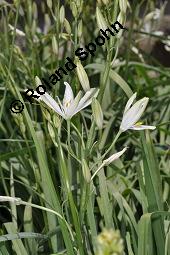 Astlose Graslilie, Anthericum liliago, Anthericum liliago, Astlose Graslilie, Liliaceae, Blühend Kauf von 04119_anthericum_liliago_dsc_4392.jpg