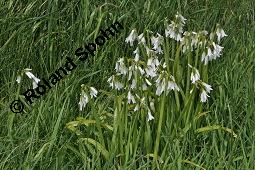 Lauchglöckchen, Lauch-Glöckchen, Dreikantiger Lauch, Allium triquetrum, Allium triquetrum, Lauchglöckchen, Lauch-Glöckchen, Dreikantiger Lauch, Alliaceae, Blühend Kauf von 04165_allium_triquetrum_dsc_0920.jpg