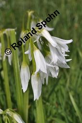 Lauchglöckchen, Lauch-Glöckchen, Dreikantiger Lauch, Allium triquetrum, Allium triquetrum, Lauchglöckchen, Lauch-Glöckchen, Dreikantiger Lauch, Alliaceae, Blühend Kauf von 04165_allium_triquetrum_dsc_0921.jpg