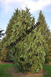 Nutka-Scheinzypresse 'Pendula', Goldzypresse 'Pendula', Chamaecyparis nootkatensis 'Pendula', Xanthocyparis nootkatensis 'Pendula', Cupressaceae, Chamaecyparis nootkatensis 'Pendula', Xanthocyparis nootkatensis 'Pendula', Nutka-Goldzypresse 'Pendula', Nutka-Scheinzypresse 'Pendula', fruchtend Kauf von 04182_chamaecyparis_nootkatensis_pendula_dsc_1093.jpg