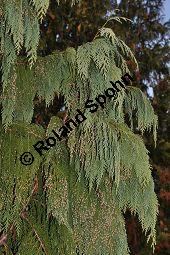 Nutka-Scheinzypresse 'Pendula', Goldzypresse 'Pendula', Chamaecyparis nootkatensis 'Pendula', Xanthocyparis nootkatensis 'Pendula', Cupressaceae, Chamaecyparis nootkatensis 'Pendula', Xanthocyparis nootkatensis 'Pendula', Nutka-Goldzypresse 'Pendula', Nutka-Scheinzypresse 'Pendula', fruchtend Kauf von 04182_chamaecyparis_nootkatensis_pendula_dsc_1097.jpg