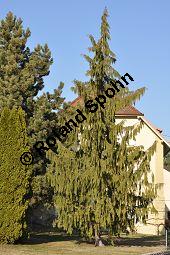 Nutka-Scheinzypresse 'Pendula', Goldzypresse 'Pendula', Chamaecyparis nootkatensis 'Pendula', Xanthocyparis nootkatensis 'Pendula', Cupressaceae, Chamaecyparis nootkatensis 'Pendula', Xanthocyparis nootkatensis 'Pendula', Nutka-Goldzypresse 'Pendula', Nutka-Scheinzypresse 'Pendula', fruchtend Kauf von 04182_chamaecyparis_nootkatensis_pendula_dsc_2038.jpg