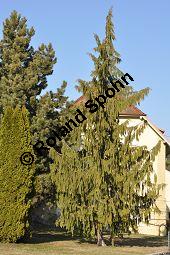 Nutka-Scheinzypresse 'Pendula', Goldzypresse 'Pendula', Chamaecyparis nootkatensis 'Pendula', Xanthocyparis nootkatensis 'Pendula', Cupressaceae, Chamaecyparis nootkatensis 'Pendula', Xanthocyparis nootkatensis 'Pendula', Nutka-Goldzypresse 'Pendula', Nutka-Scheinzypresse 'Pendula', fruchtend Kauf von 04182_chamaecyparis_nootkatensis_pendula_dsc_2039.jpg